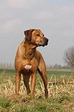 RODESIAN RIDGEBACK 036